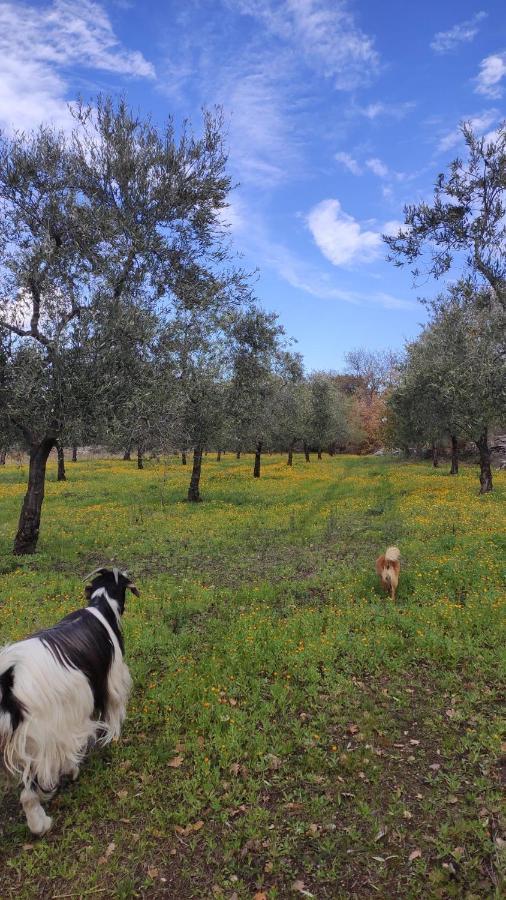 L'Antica Quercia Guest House Andria Luaran gambar